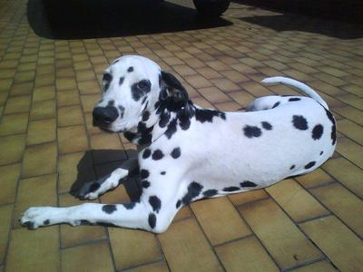 Bruce - Dalmatian Dog