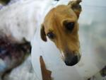Caramel - Beagle Mix Dog