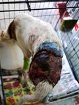 evere wound, extending from one hind leg to the other, with the tail's skin nearly falling off.