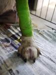 Swollen paws