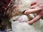 she suffered at least 40 puncture wounds around her thighs