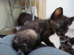 Lilo, Mulan, Penny, Bambi &amp; Leah - Domestic Medium Hair Cat