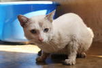 PF22321 - Domestic Short Hair Cat