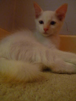 Curly &amp; Whitey Looking For Love - Domestic Medium Hair + Domestic Short Hair Cat
