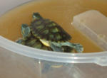 Bachy N Machy - Turtle Reptile