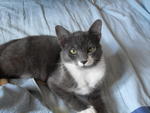 Abu - Domestic Medium Hair + Tuxedo Cat