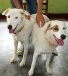 Ruffy &amp; Biscuit - Mixed Breed Dog