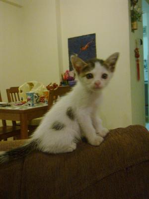 Loureiro - Domestic Short Hair Cat
