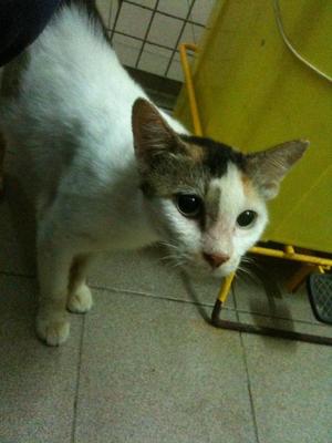 Chessie - Calico Cat