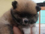 Pomeranian Pup - Pomeranian Dog