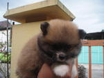 Pomeranian Pup - Pomeranian Dog