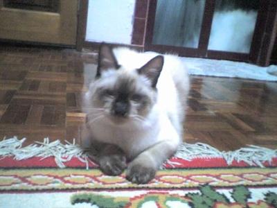 Boboy  - Siamese + Persian Cat