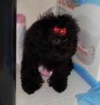 Cherry - Poodle Dog