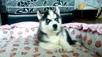 Husky - Big Bone With Blue Eyes   - Siberian Husky Dog