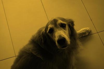 Zeffer - Golden Retriever Dog