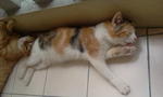 Stich - Siamese Cat