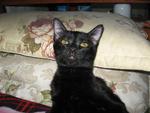 Black Beauty - Domestic Short Hair Cat