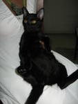 Black Beauty - Domestic Short Hair Cat
