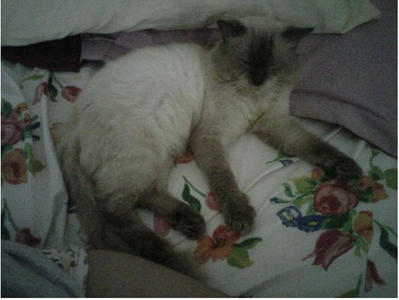 Fatty (Found At Bukit Wangsamas) - Domestic Medium Hair Cat
