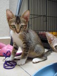 Mimi &amp; Kiki - Domestic Short Hair Cat