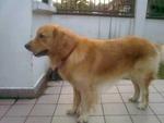 Maximus - Golden Retriever Dog