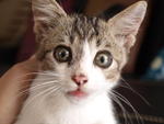 Tuna - Tabby + Domestic Short Hair Cat