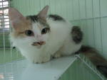 Caramel - Domestic Short Hair + Persian Cat