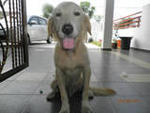 PF24064 - Golden Retriever Dog