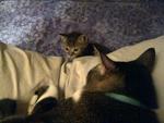 Munchkin Miko - Tabby + Domestic Short Hair Cat