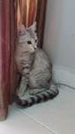 Thyme - Domestic Medium Hair Cat