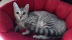 Thyme - Domestic Medium Hair Cat