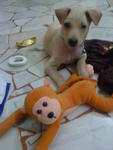 little naughty and the monkey toy which she likes the most !