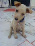 I am still waiting..Why there is nobody willing to adopt mongrel...=(