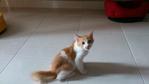 Parsley - Domestic Medium Hair Cat