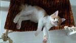 Parsley - Domestic Medium Hair Cat