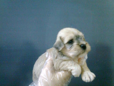 Mini Schnauzer Puppy Pure Breed  - Schnauzer Dog