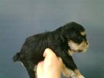 Mini Schnauzer Puppy Pure Breed  - Schnauzer Dog