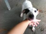 Adorable Puppies - Mixed Breed Dog