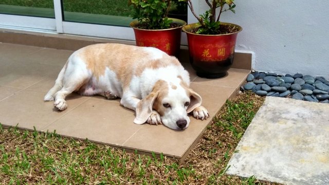 Princess - Beagle Dog