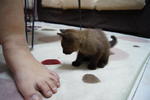 No Name Kitten - Siamese + Domestic Medium Hair Cat
