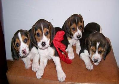 Pure Beagle Puppies Aus Champion  - Beagle Dog