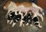 Pure Beagle Puppies Aus Champion  - Beagle Dog