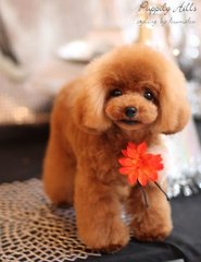 Prince - Poodle Dog