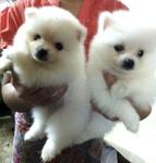 White Pomeranian Father Imported - Pomeranian Dog