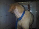 G.retriever Found,bkt Tinggi,klang - Golden Retriever Dog
