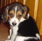 Tricolor Beagle Puppies - Beagle Dog