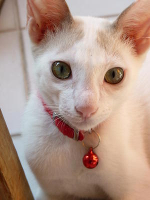 Peterpan, Lovely Male For Adoption - Domestic Short Hair Cat