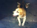 Pistachio - Beagle Dog