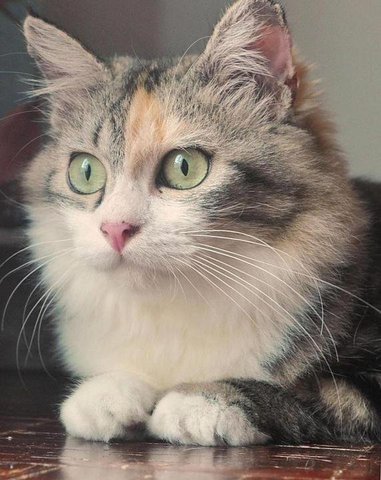 Chikara Blossom - Domestic Long Hair + Maine Coon Cat