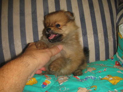 Adorable Pomeranian Male - Pomeranian Dog